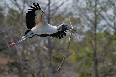 Wood stork with a big stick