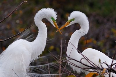 Great egret mating pair