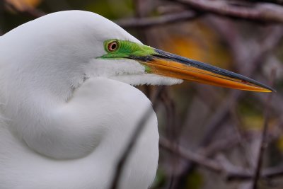 Great egret closeup