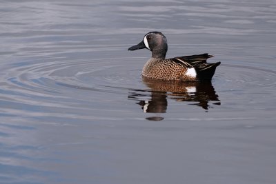 Distant male blue-winged teal