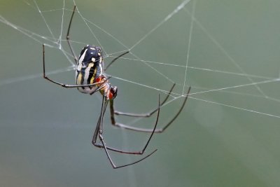Orchard orbweaver spider