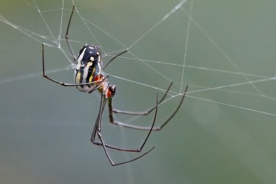 Orchard orbweaver spider