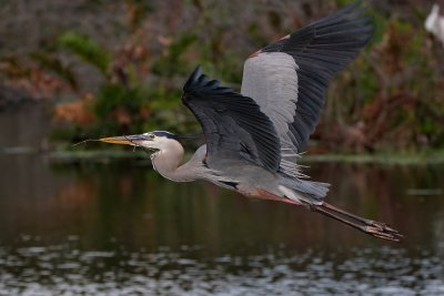 Great blue heron low over the water