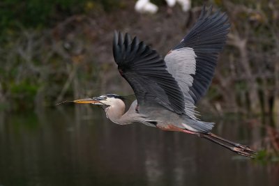 Great blue heron soaring over the water
