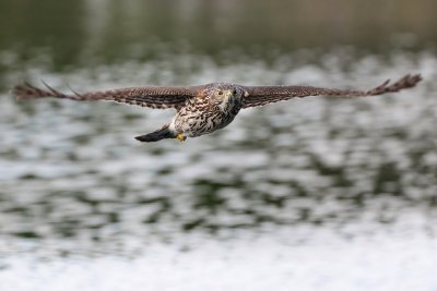 Red-shouldered hawk flying straight at me