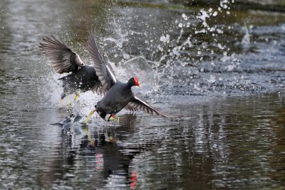 Moorhen water chase