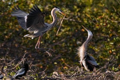 Great blue herons building a nest