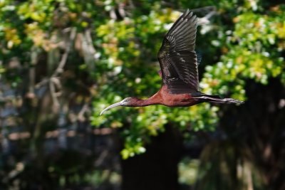 Glossy ibis flying by the trees