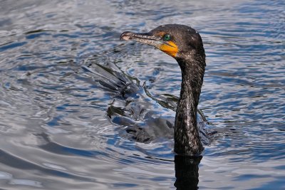 Cormorant cruising half-submerged