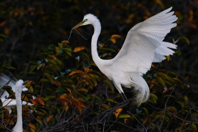 Great egret coming home