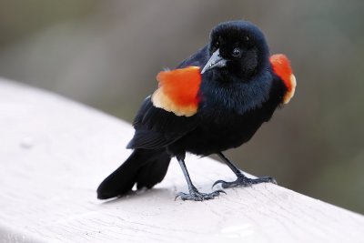 Male red-winged blackbird