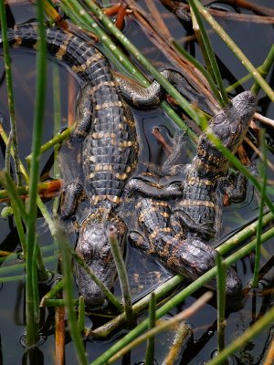 Baby alligators