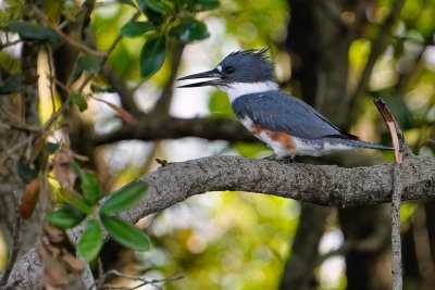 Female belted kingfisher in the trees