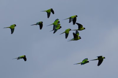 Flying flock of black-hooded Nanday parakeets
