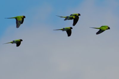 Flying flock of black-hooded Nanday parakeets