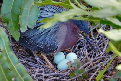 Male green heron settling onto eggs