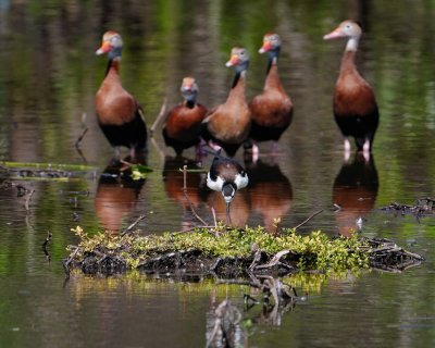 Black-necked stilt in front of whistling ducks