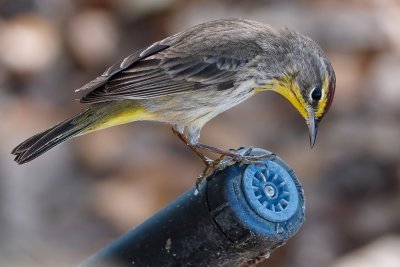 Palm warbler on a sprinkler head