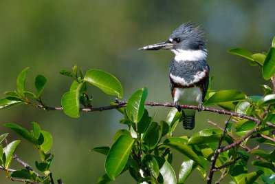 Female belted kingfisher
