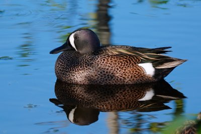 Male blue winged teal and his reflection