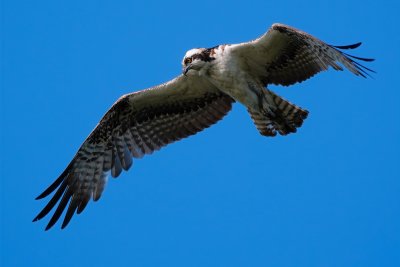 Osprey watching the water below