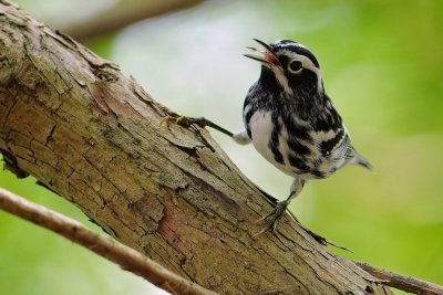 Black-and-white warbler with a bug meal