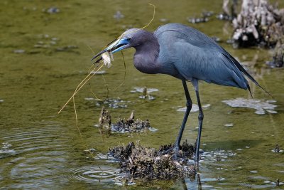 Little blue heron with a fish