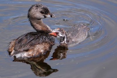 Pied billed grebe parent and chick