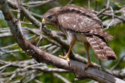 Red-shouldered hawk with a bird's leg