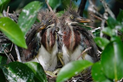 Tricolored heron chicks in their nest