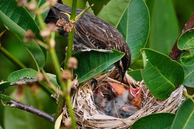 Red-winged blackbird mom feeding chicks