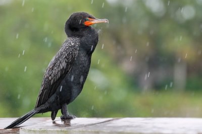 Double-crested cormorant in the rain