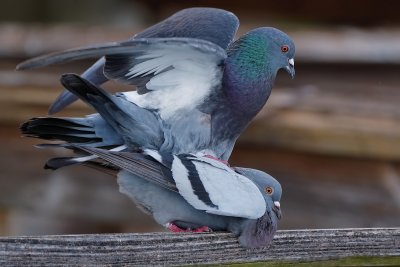 Pigeons mating