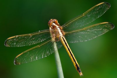 Golden skimmer dragonfly