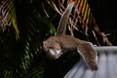 Grey squirrel tackling another off a planter