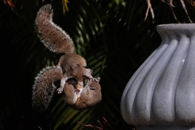 Grey squirrels fighting through the air