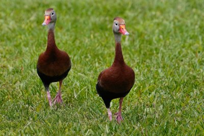 Black-bellied whistling ducks out for a walk