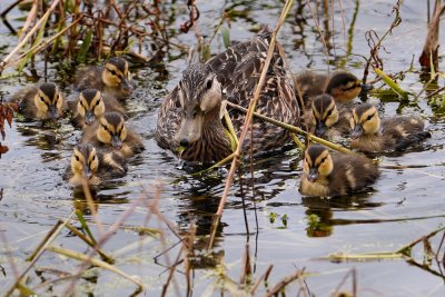 Mottled duck mom and ducklings