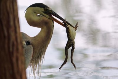 Great blue heron with a frog meal
