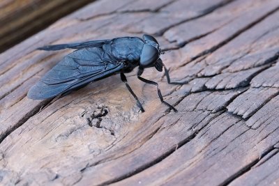 Black horsefly