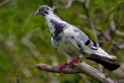 Leucistic pigeon