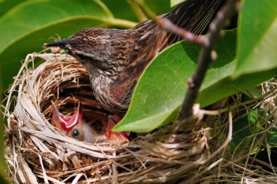 Red-winged blackbird mom feeding chicks