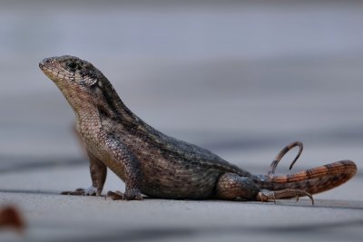 Northern curly-tailed lizard