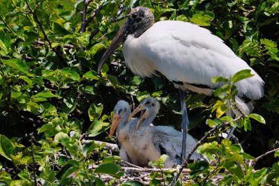 Wood stork and its chicks