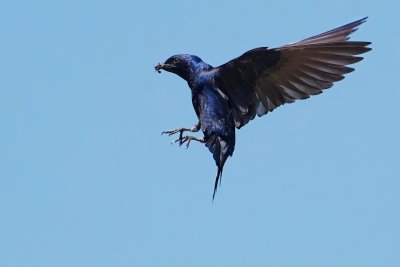 Purple martin bringing home mouthful of bugs