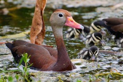 Black-bellied whistling duck and ducklings