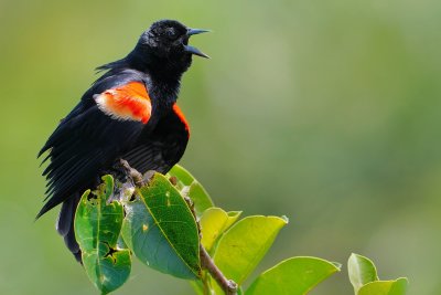 Red-winged blackbird male