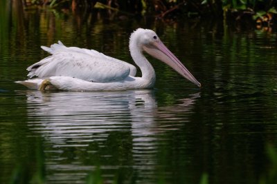 American white pelican