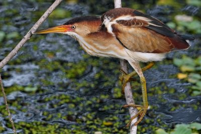Male least bittern over the water