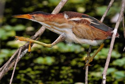 Male least bittern hopping branches